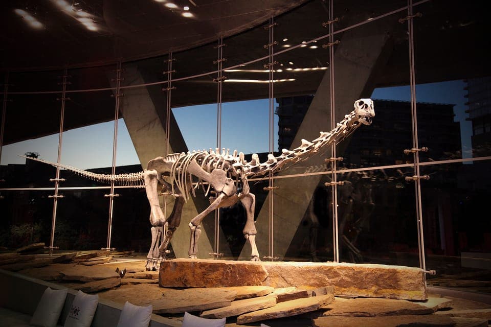 Dallas CityPASS®: Save up to 49% at 4 Top Attractions Gallery Image 4