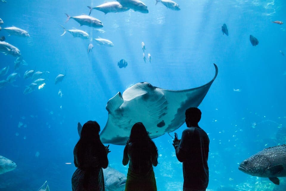 Atlanta CityPASS®: Save up to 49% at 5 Top Attractions Gallery Image 2