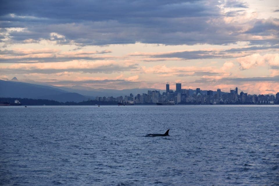 Covered Whale Watching Adventure with Free Photos Gallery Image 3