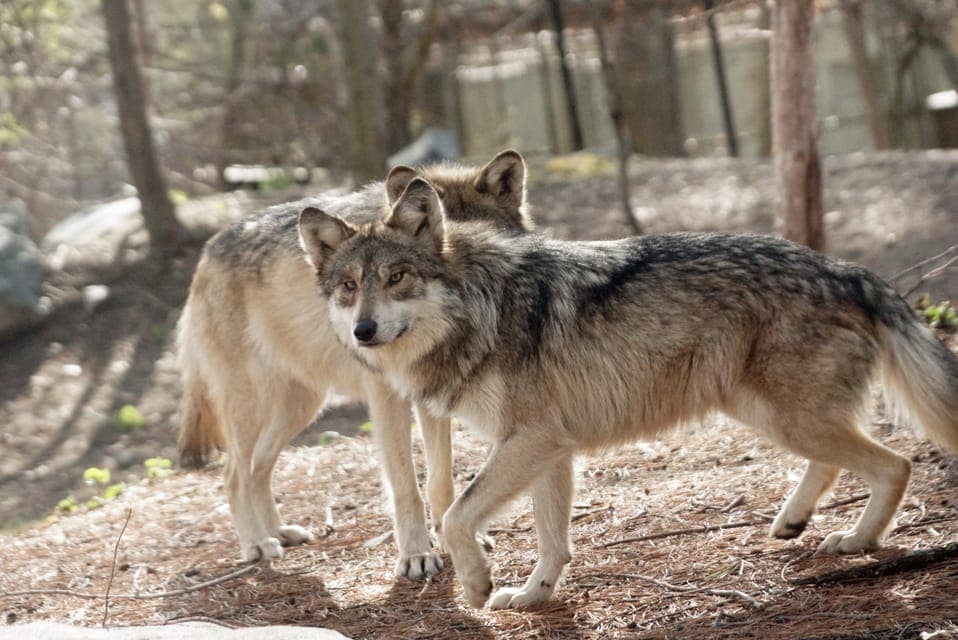 Stoneham, Massachusetts: Stone Zoo Entry Ticket Gallery Image 3
