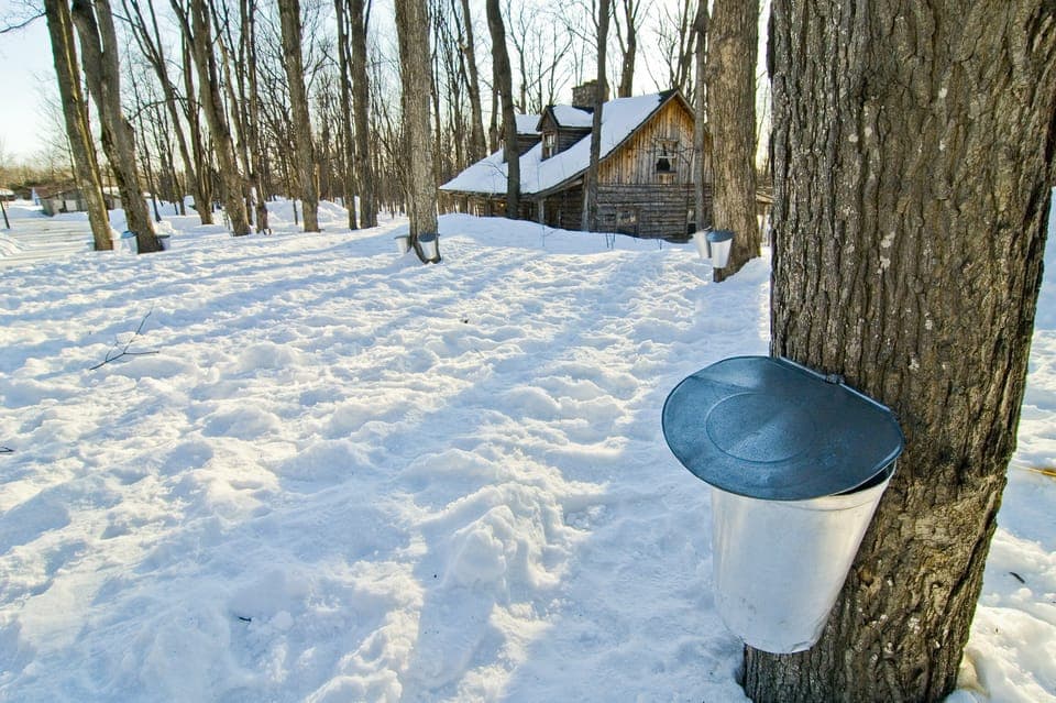 Sugar Shack Maple Syrup Day Trip with Lunch Gallery Image 3