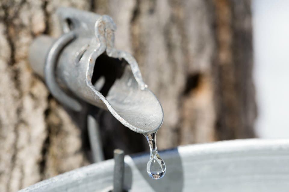 Sugar Shack Maple Syrup Day Trip with Lunch Gallery Image 4