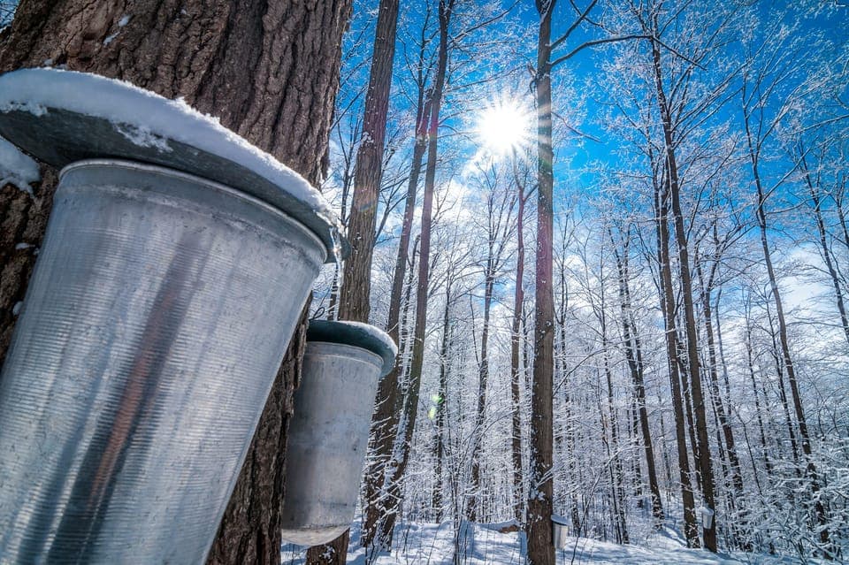 Sugar Shack Maple Syrup Day Trip with Lunch Gallery Image 2