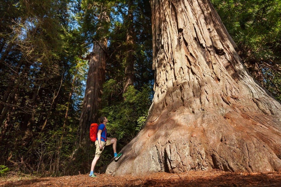 3-Day Yosemite Tour Without Hotel Gallery Image 4