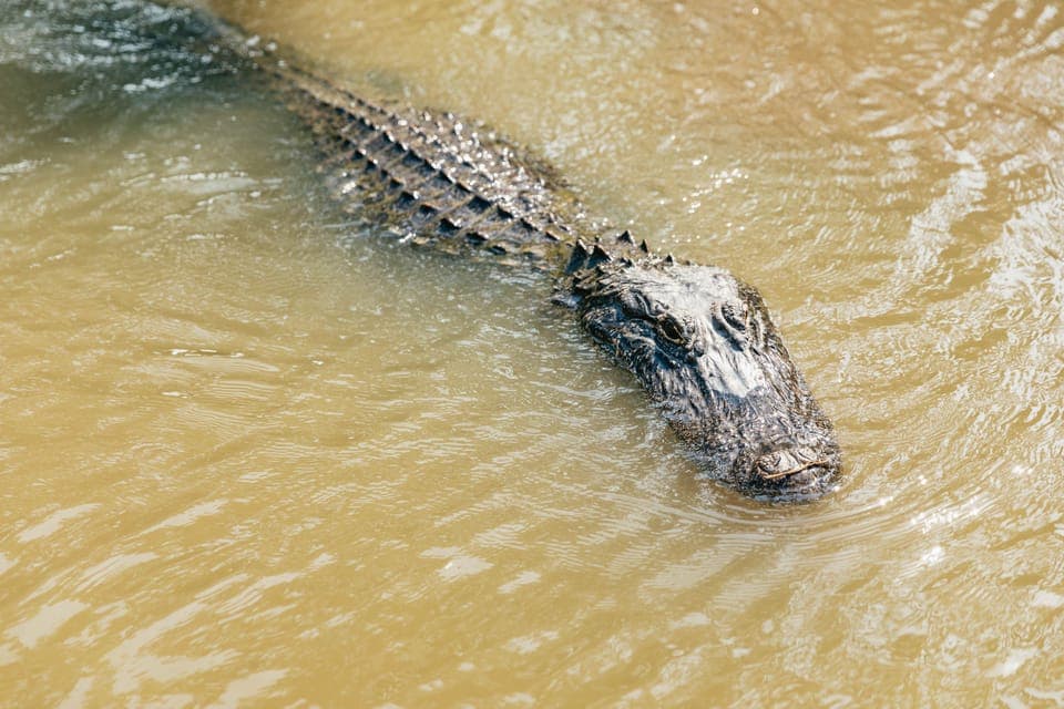 High Speed 9 Passenger Airboat Tour Gallery Image 3