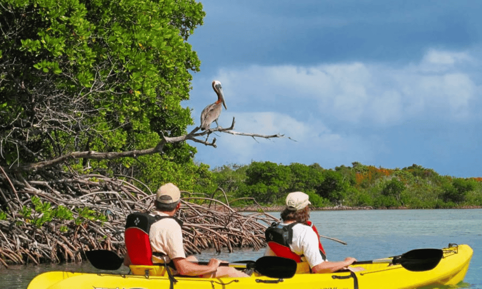 Mangrove Jungle exploration on SUP/Kayak Gallery Image 1