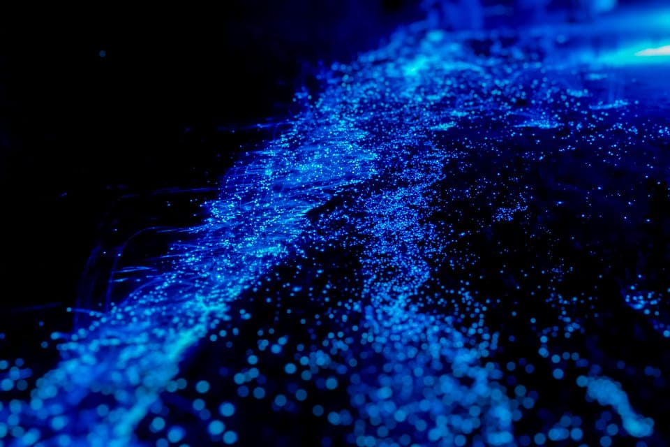 Bioluminescence Kayak Tour Gallery Image 2