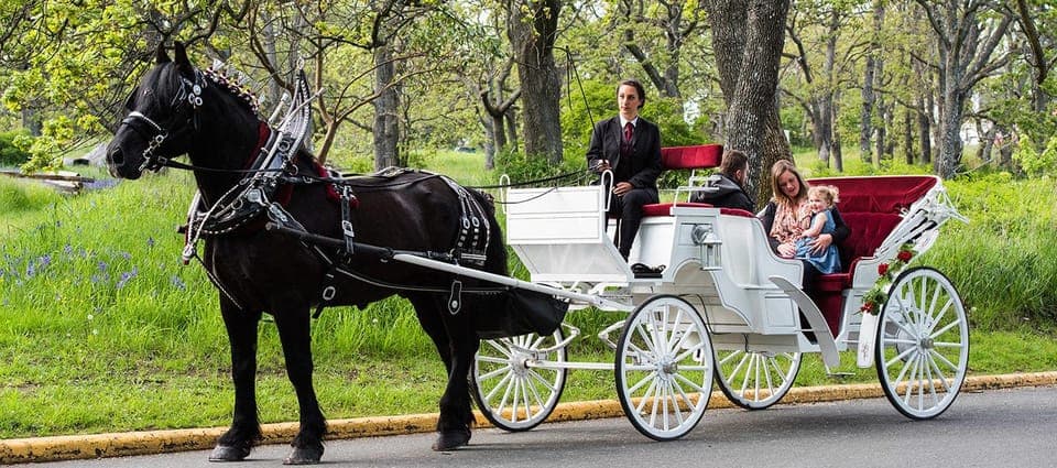 New York Private Central Park Horse Carriage Ride with Guide Gallery Image 1