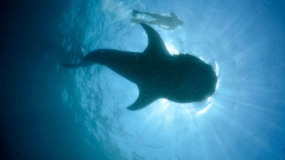 Swim with Whale Sharks & Playa Norte Beach Gallery Image 3