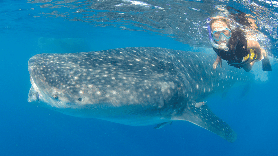Swim with Whale Sharks & Playa Norte Beach Gallery Image 2