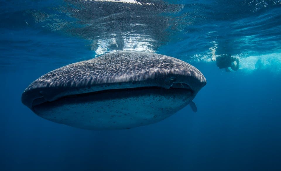 Swim with Whale Sharks & Playa Norte Beach Gallery Image 1