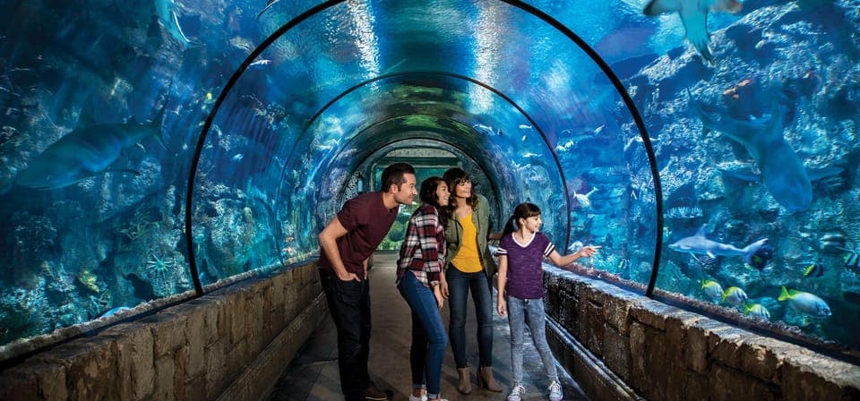 Shark Reef Aquarium & VR Experience Entry Ticket Gallery Image 2
