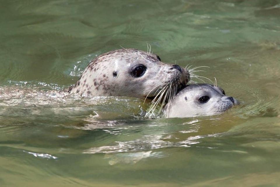 Snorkel, Kayak, and Seal Adventure Boat Tour Gallery Image 4