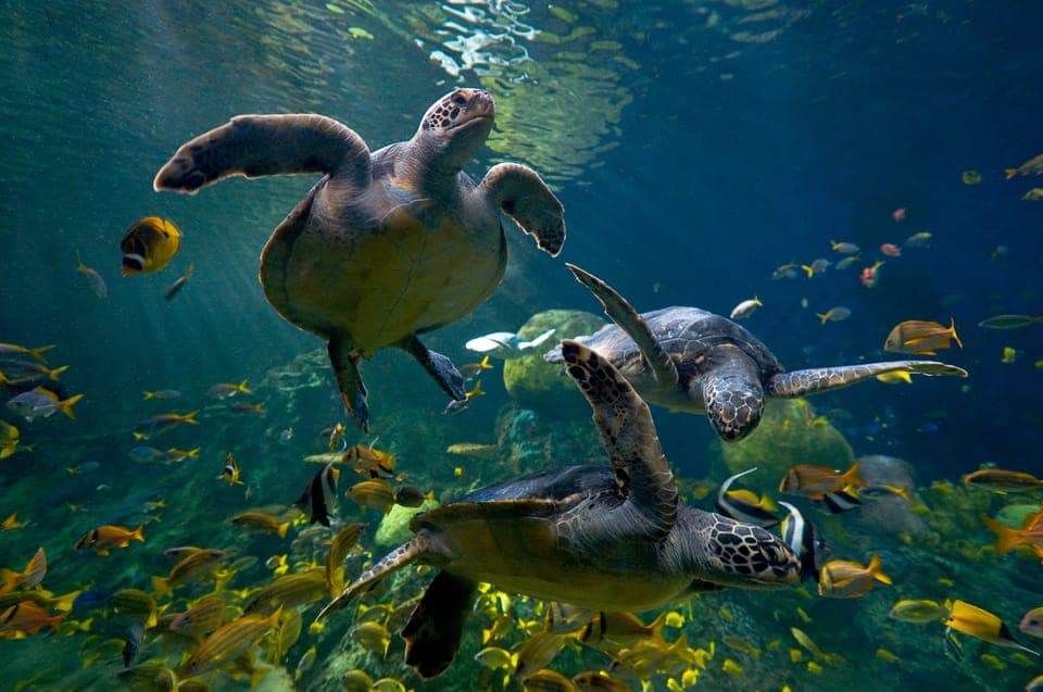 SeaWorld Skip-the-Line Park Admission Ticket Gallery Image 2