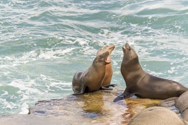 City Cruises San Diego: Best of the Bay Scenic Harbor Tour Gallery Image 4