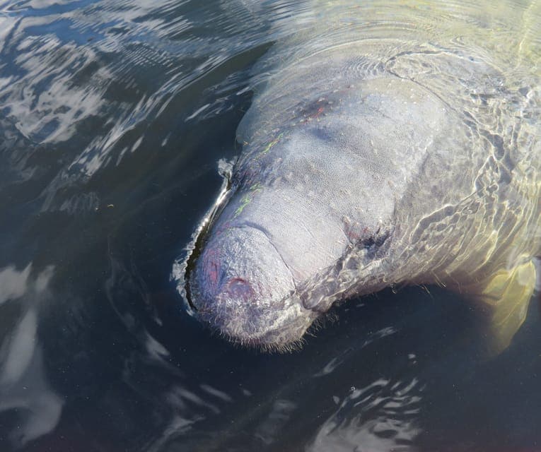 Small Group Manatee Discovery Kayak Tour Gallery Image 2