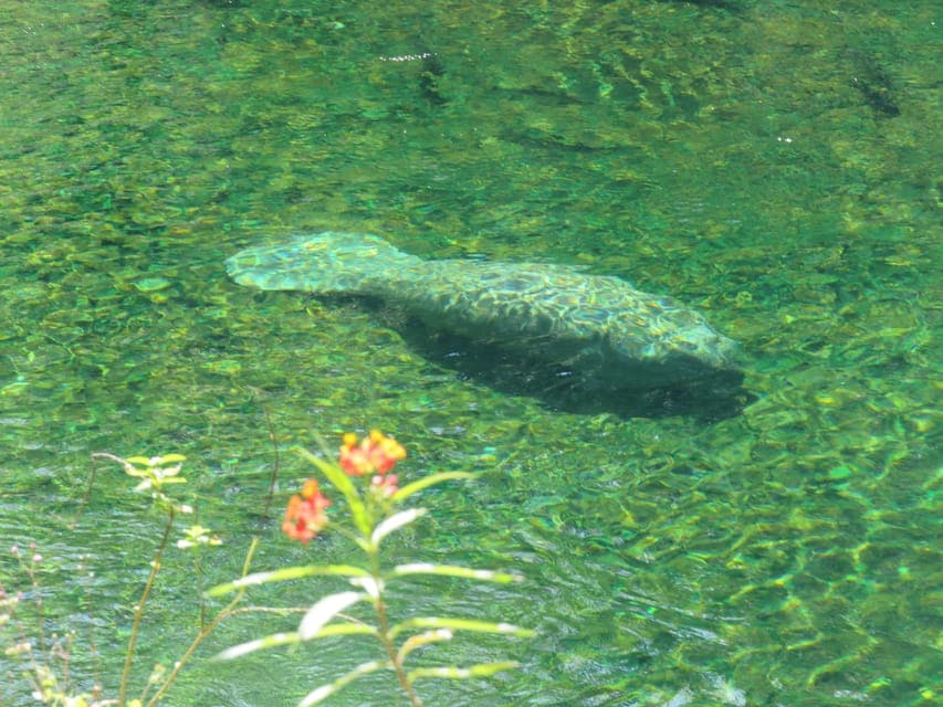 Small Group Manatee Discovery Kayak Tour Gallery Image 4