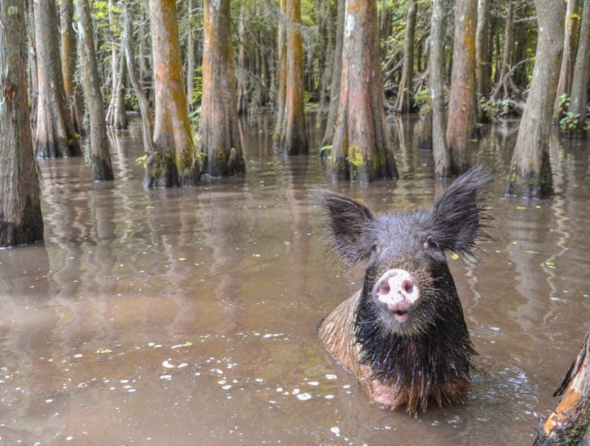 Airboat or Pontoon Boat Cruise with Transfers Gallery Image 4