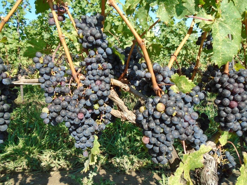 Niagara Falls, Canada: Full-Day Private Winery Tour Gallery Image 1