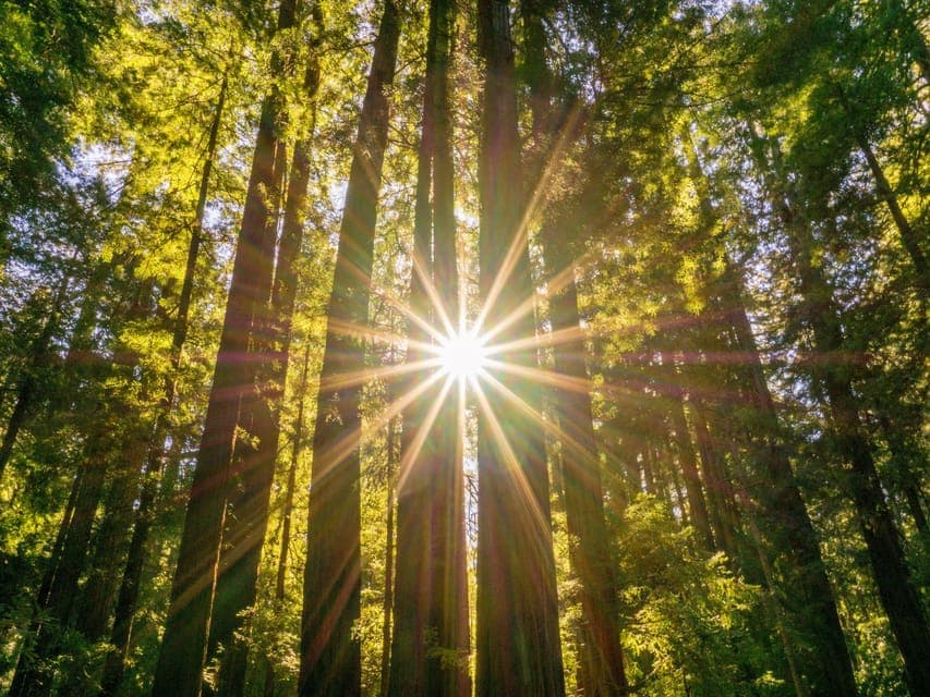 Hop-On Hop-Off + Muir Woods Tour Gallery Image 2