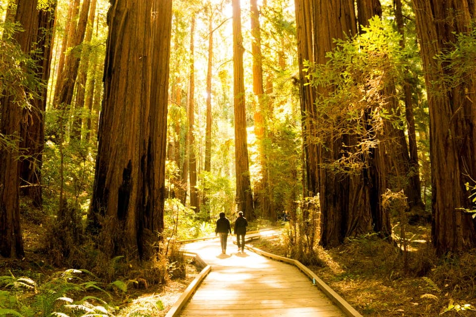 Hop-On Hop-Off + Muir Woods Tour Gallery Image 1