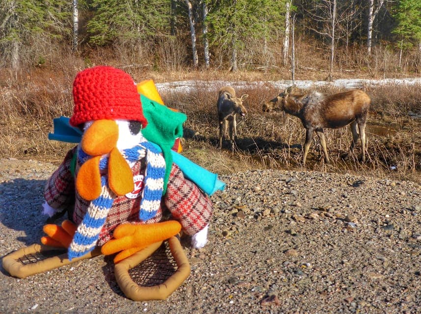 Algonquin Park Hiking: Adventure Tour from Toronto Gallery Image 2