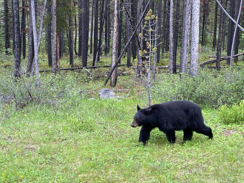 Calgary YYC Airport to Canmore/Banff (Private Transfer) Gallery Image 4