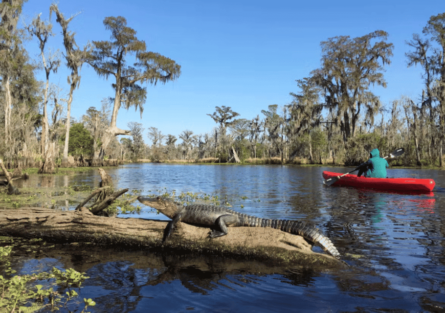 Manchac Swamp Wildlife Kayaking Tour Gallery Image 4