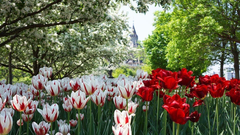 Private Ottawa Full Day Tour Gallery Image 3