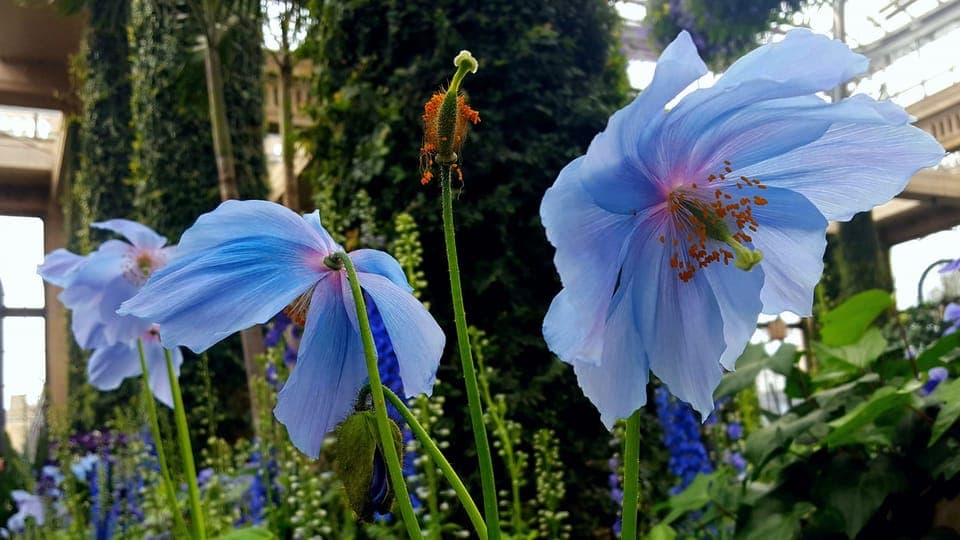 Longwood Gardens Holiday Lights Tour from Philadelphia Gallery Image 2