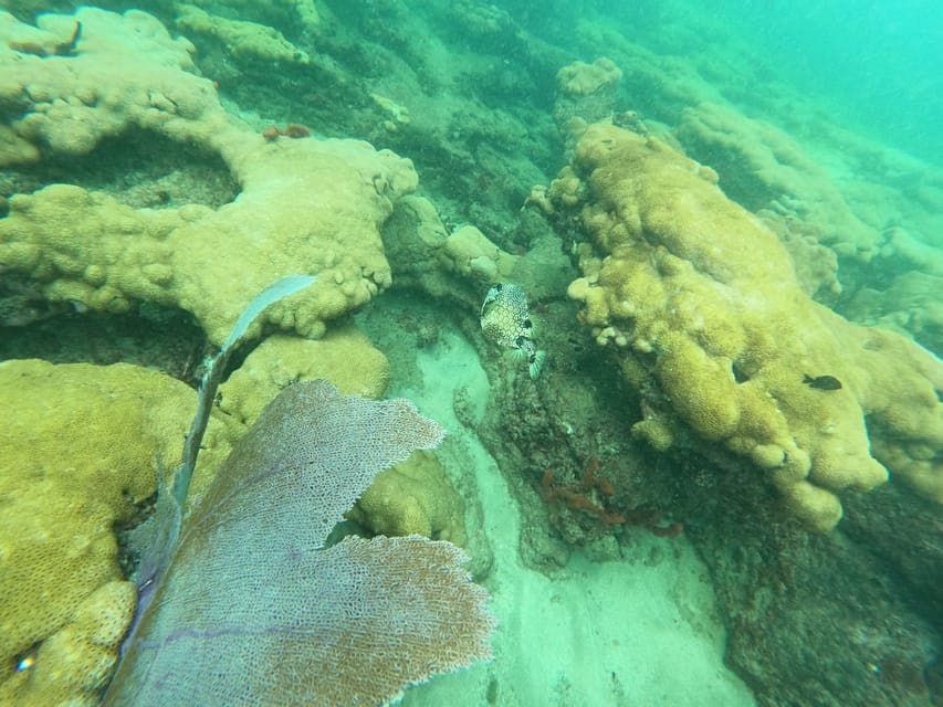 Guided Snorkeling Reef Tour and Lesson Gallery Image 3