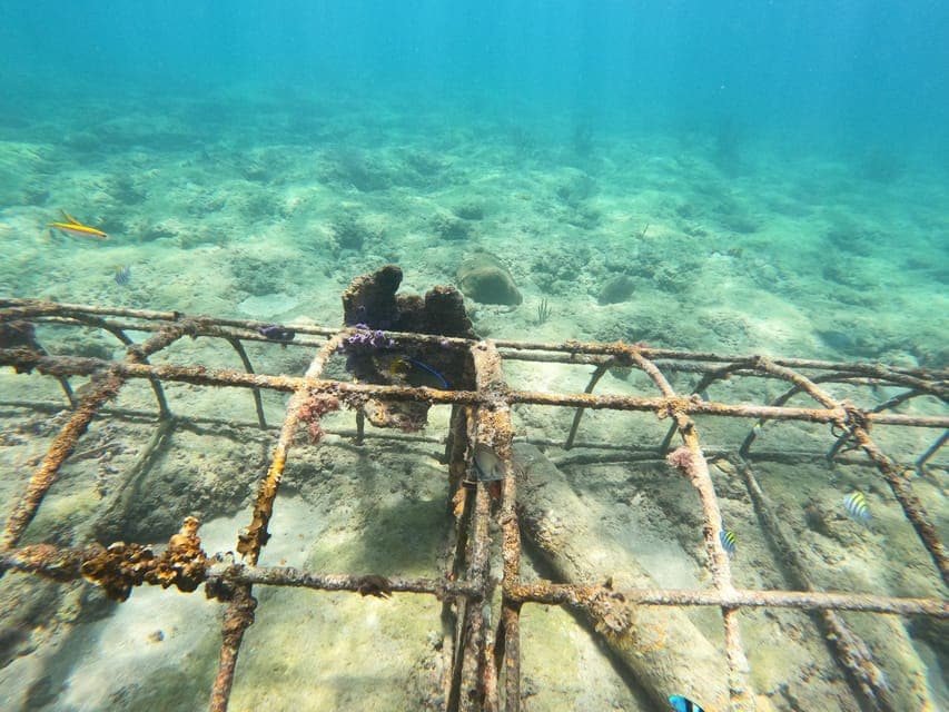 Guided Snorkeling Reef Tour and Lesson Gallery Image 2