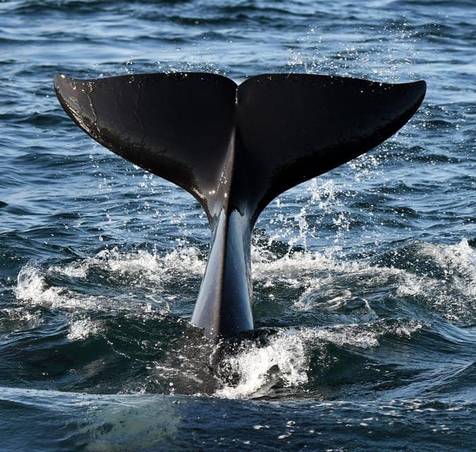 Vancouver Whale Watching Safari Gallery Image 2