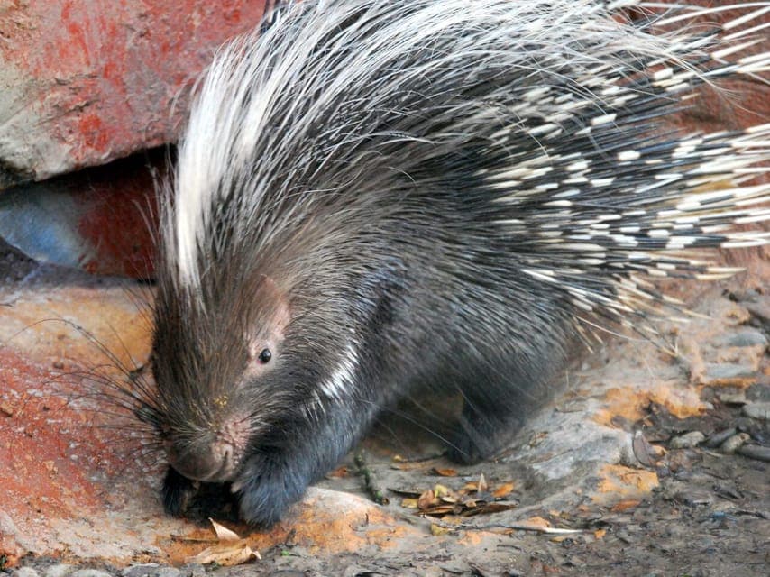 Central Florida Zoo Skip-the-Line Ticket Gallery Image 2