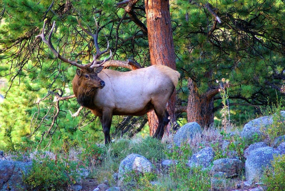 Guided Hike in Rocky Mountain National Park Gallery Image 3