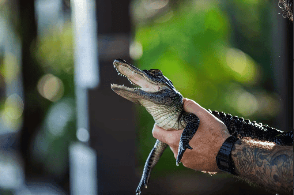 Everglades: Sawgrass Park Reptile Exhibit Private Tour Gallery Image 1