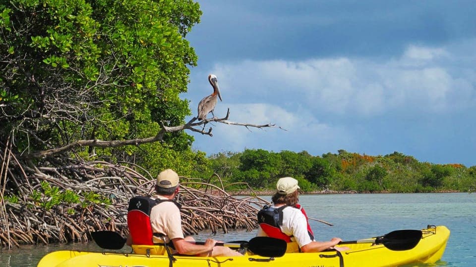 North Miami: Nature & Island Exploration on SUP/Kayak Gallery Image 3