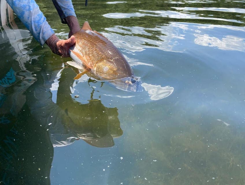 St. Petersburg, FL: Tampa Bay Private Inshore Fishing Trip Gallery Image 3