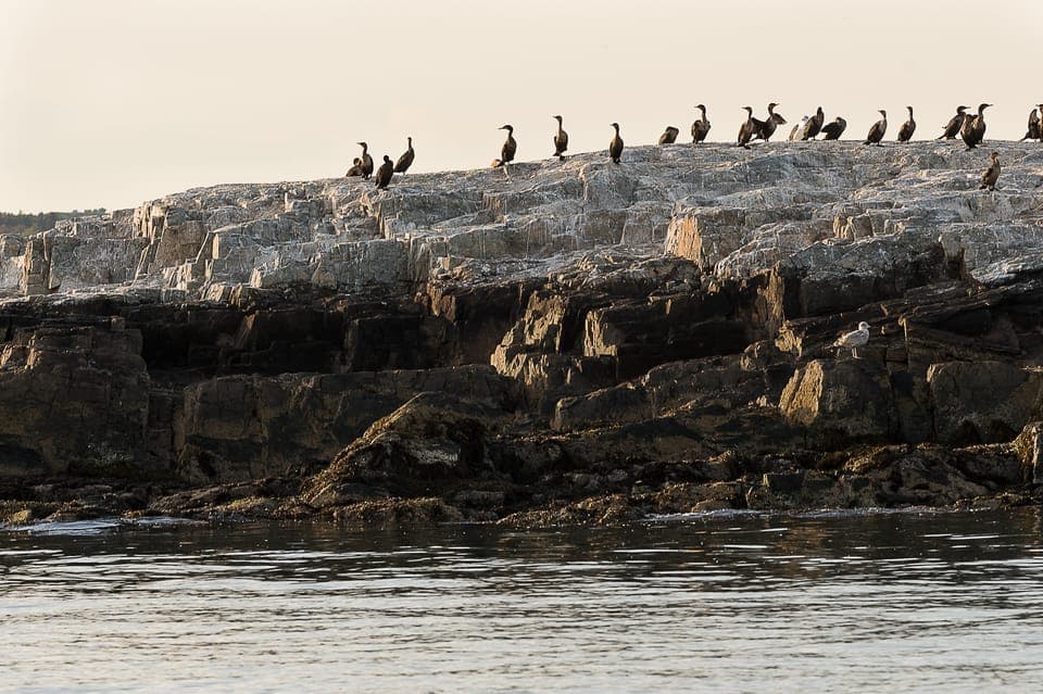 Sunset Lighthouse Cruise in Casco Bay with Drinks Gallery Image 4