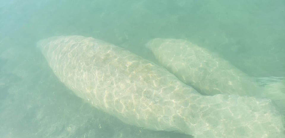 Beginner-Friendly Island Snorkeling by SUP or Kayak Gallery Image 3