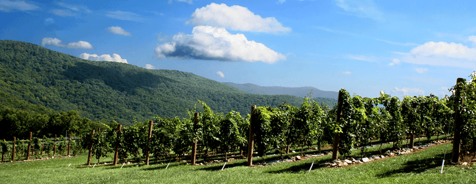 Half-Day or Full-Day Wine Country Tasting Trip Gallery Image 2