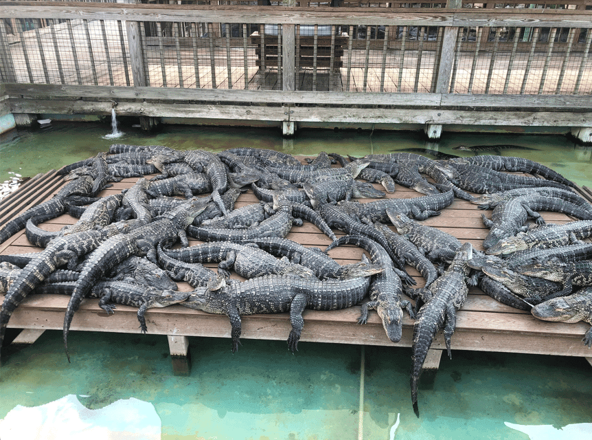 2. Gatorland Zipline Adventure w/ Full-Day Park Access - Image 2