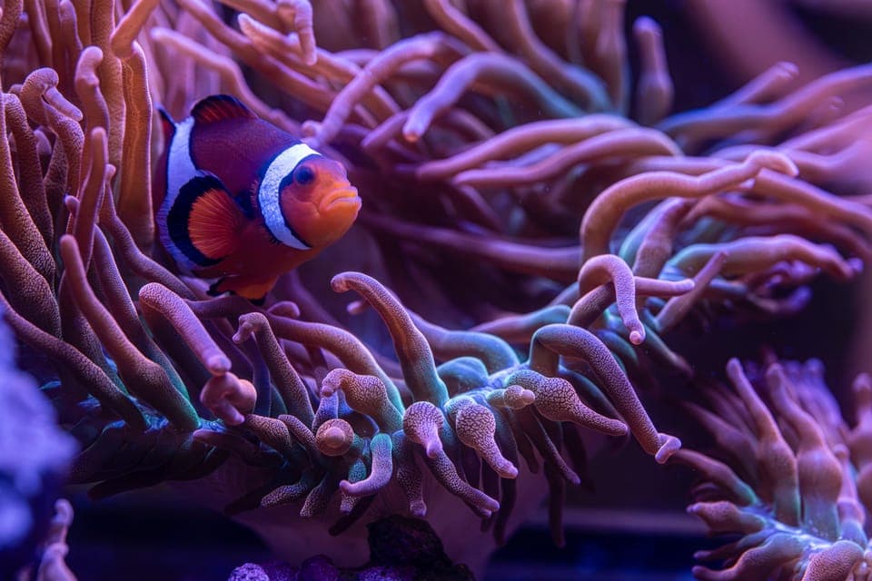 New York Aquarium Entry Ticket - Image 1