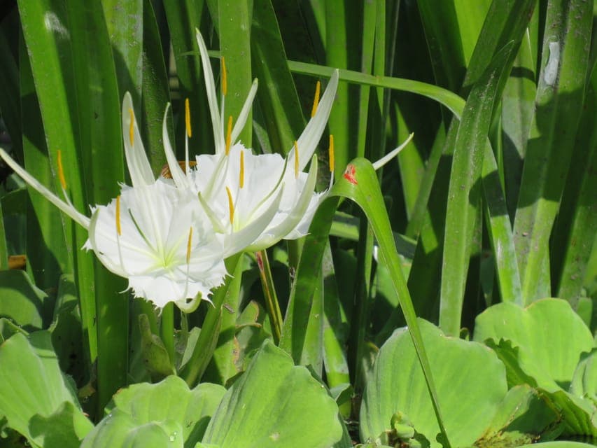 Small Group Rock Springs Run Kayak Tour Gallery Image 3
