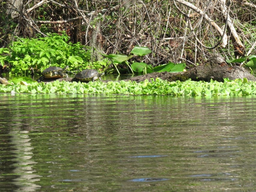 Small Group Rock Springs Run Kayak Tour Gallery Image 4