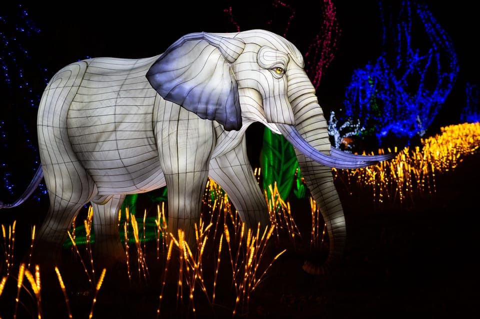 WoW Safari Thoiry Entrance Ticket Gallery Image 4