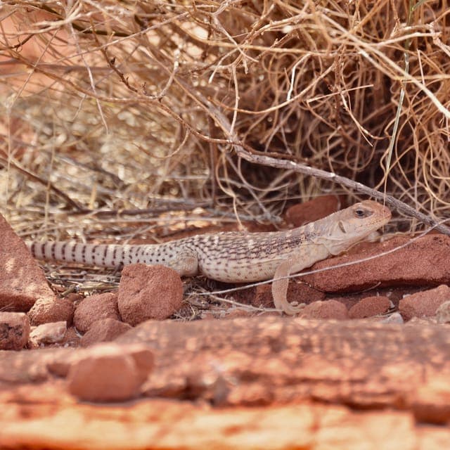 Valley of Fire Sunset Tour with Hotel Transfers Gallery Image 2