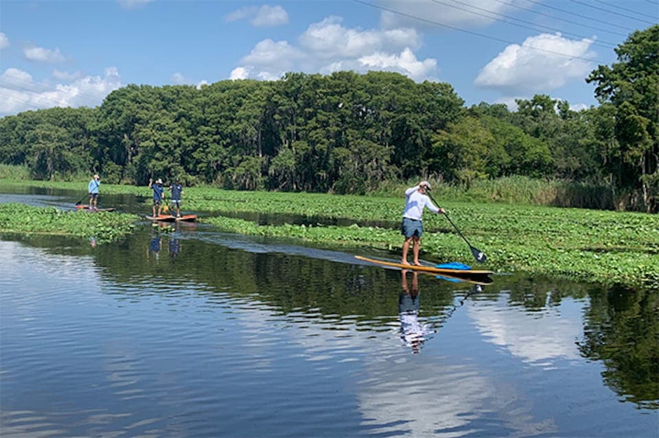 Sanford: Guided SUP or Kayak Manatee-Watching Tour Gallery Image 3