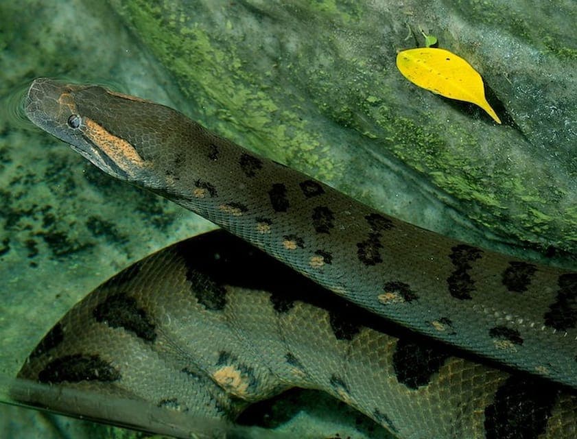 Bioparco di Roma Zoological Garden Entry Ticket Gallery Image 2