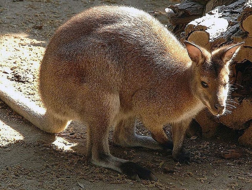 Bioparco di Roma Zoological Garden Entry Ticket Gallery Image 4